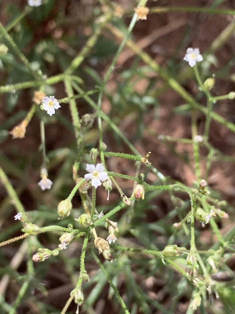 Coyote Gilia photo 8
