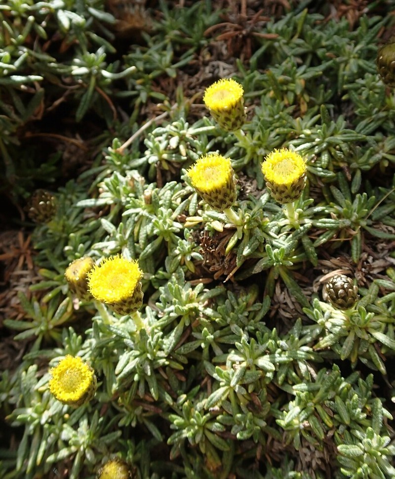 Aliella ballii