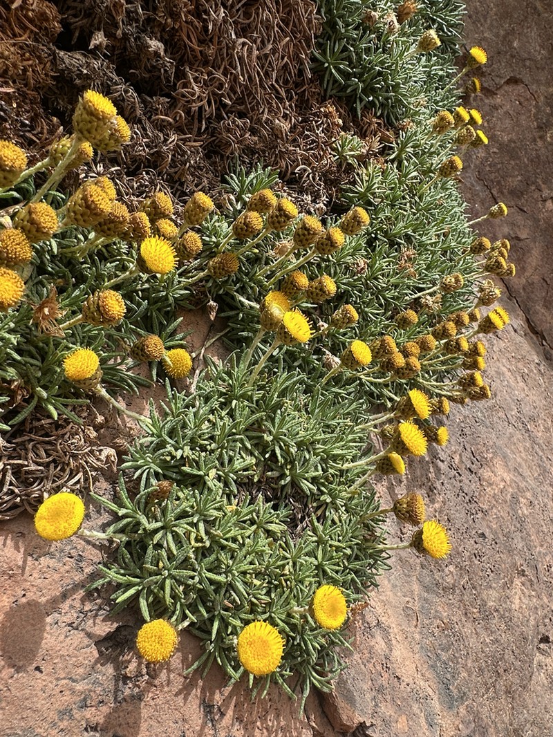 Aliella ballii photo 2