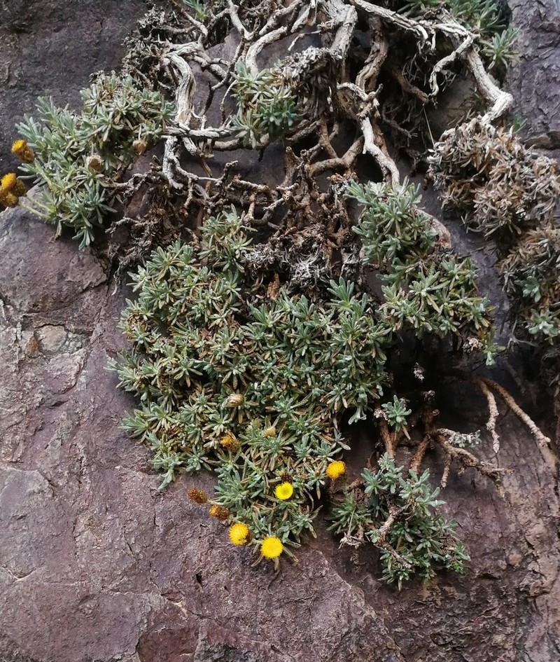 Aliella ballii photo 3