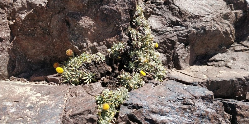 Aliella ballii photo 6