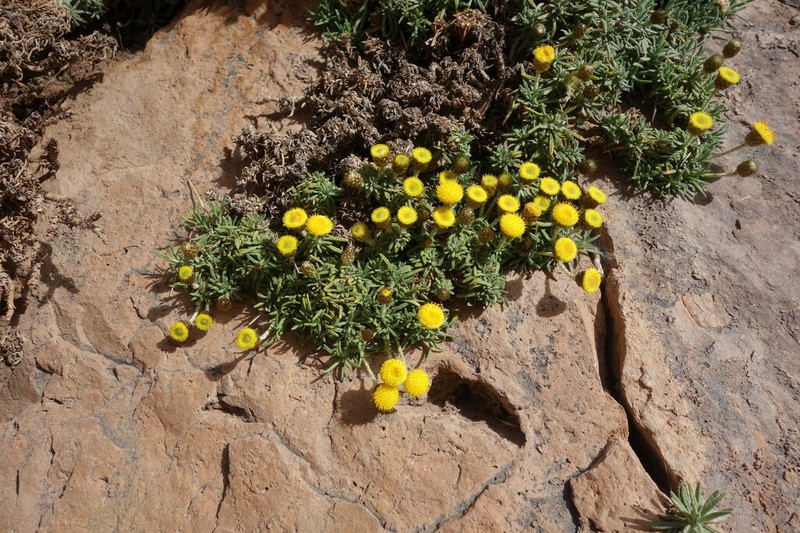 Aliella ballii photo 7