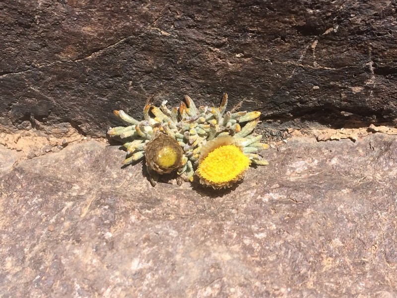 Aliella ballii photo 8