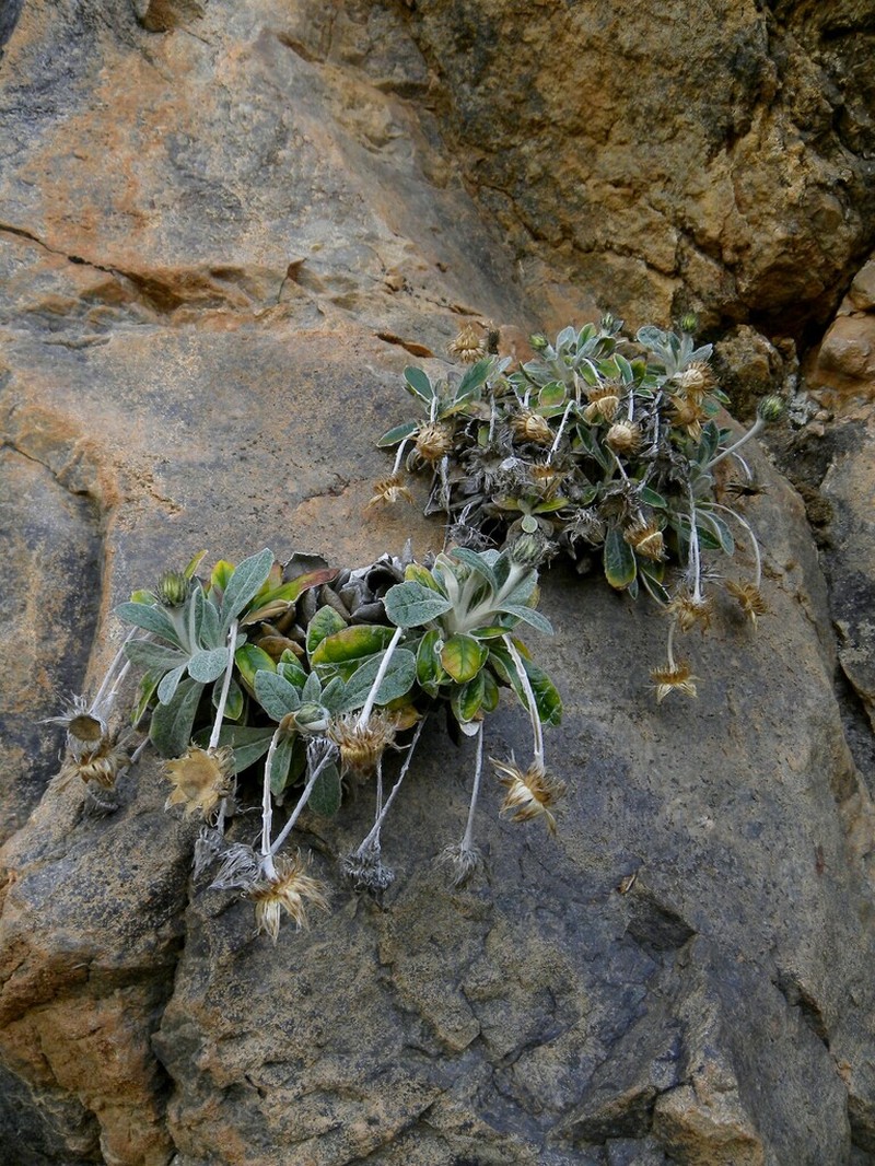 Aliella latifolia