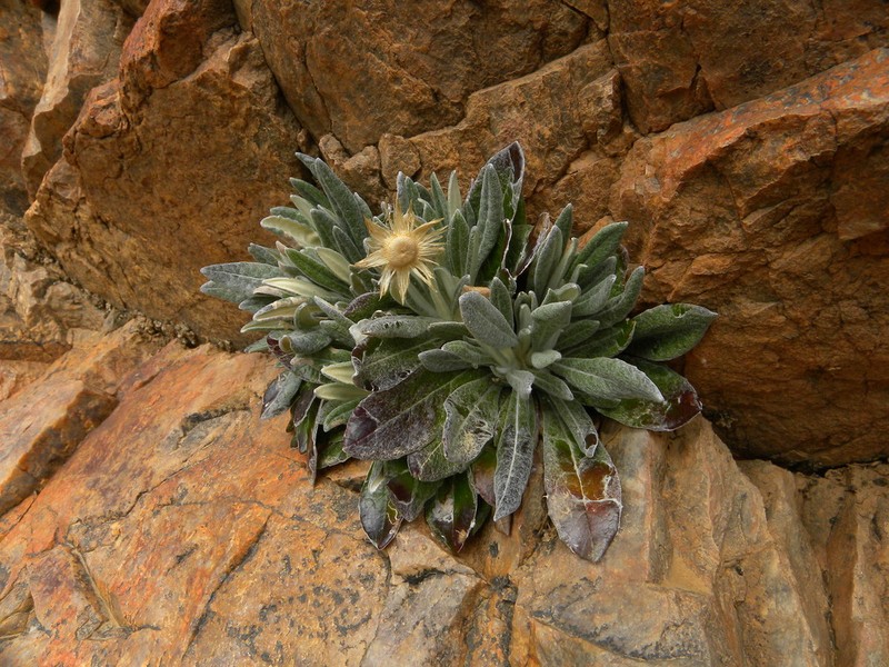 Aliella latifolia photo 2