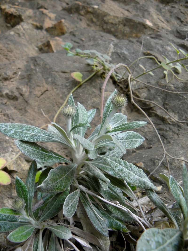 Aliella latifolia photo 3