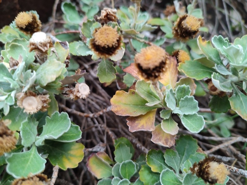 Aliella platyphylla