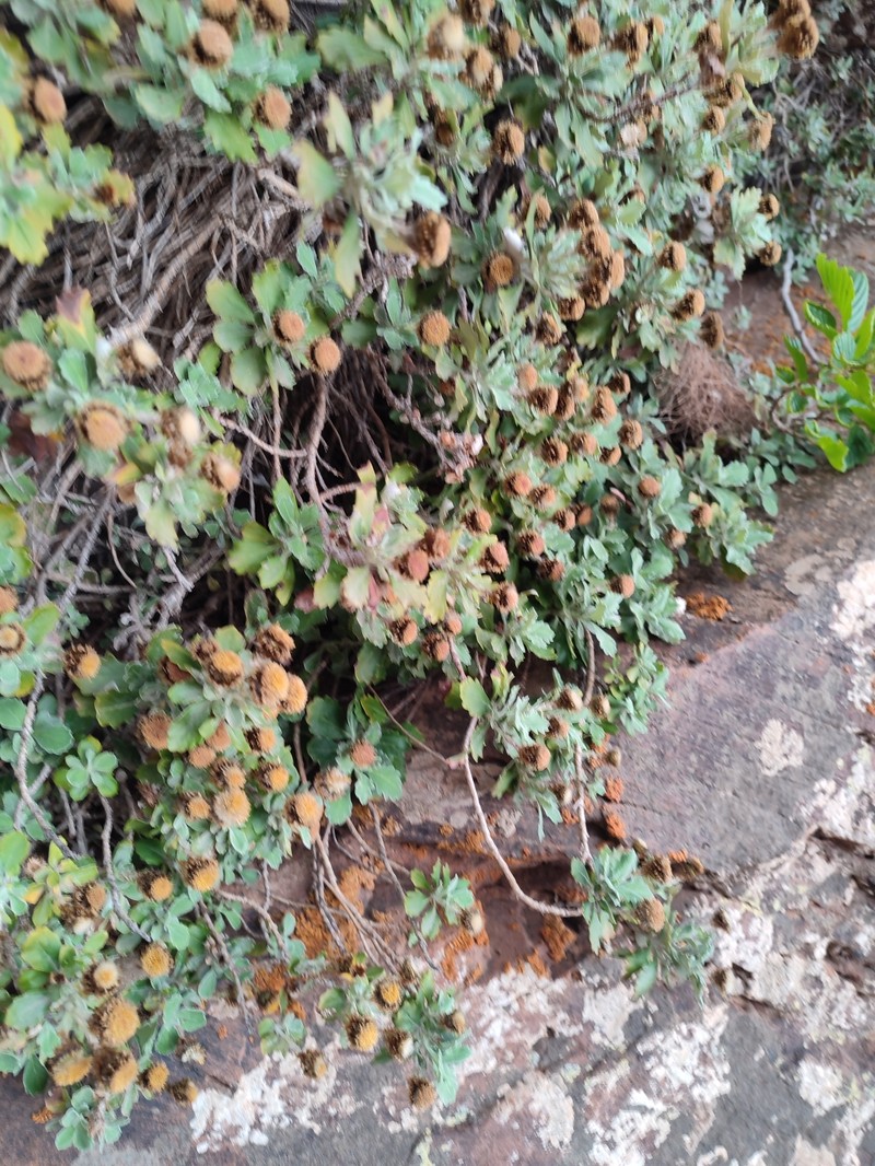 Aliella platyphylla photo 2