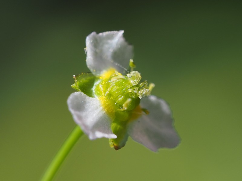 Alisma canaliculatum