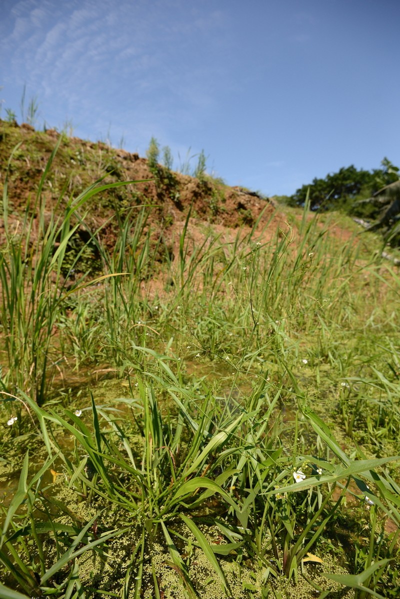 Alisma canaliculatum photo 2