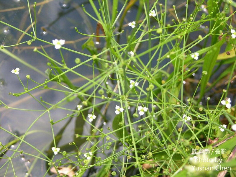 Alisma canaliculatum photo 3