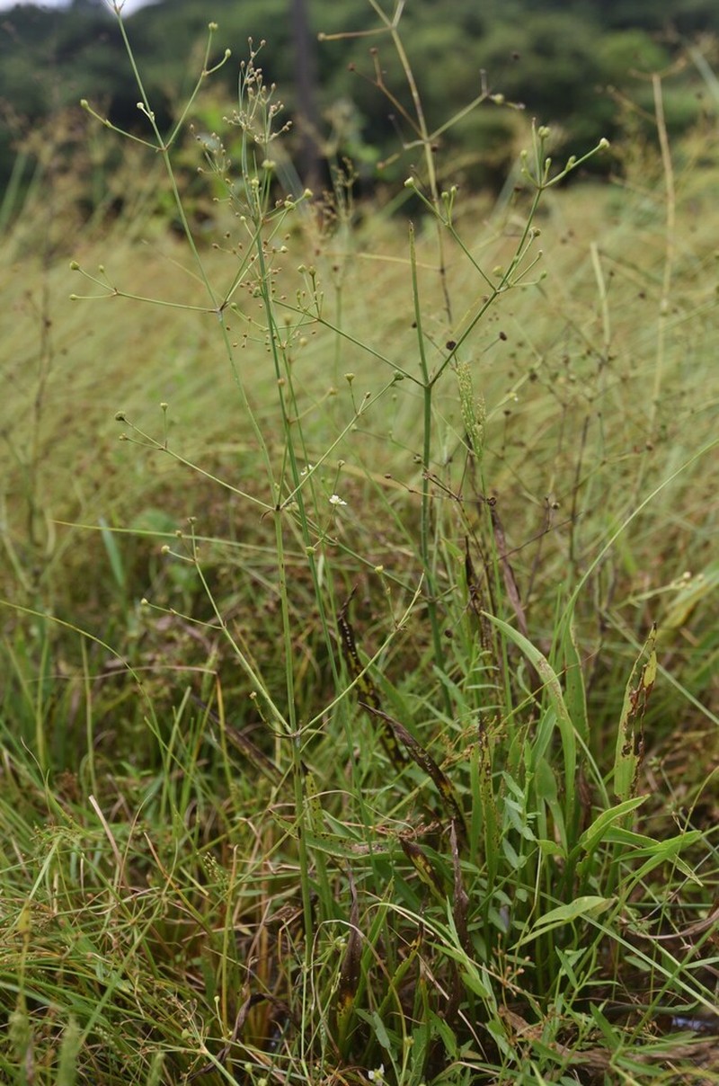 Alisma canaliculatum photo 4