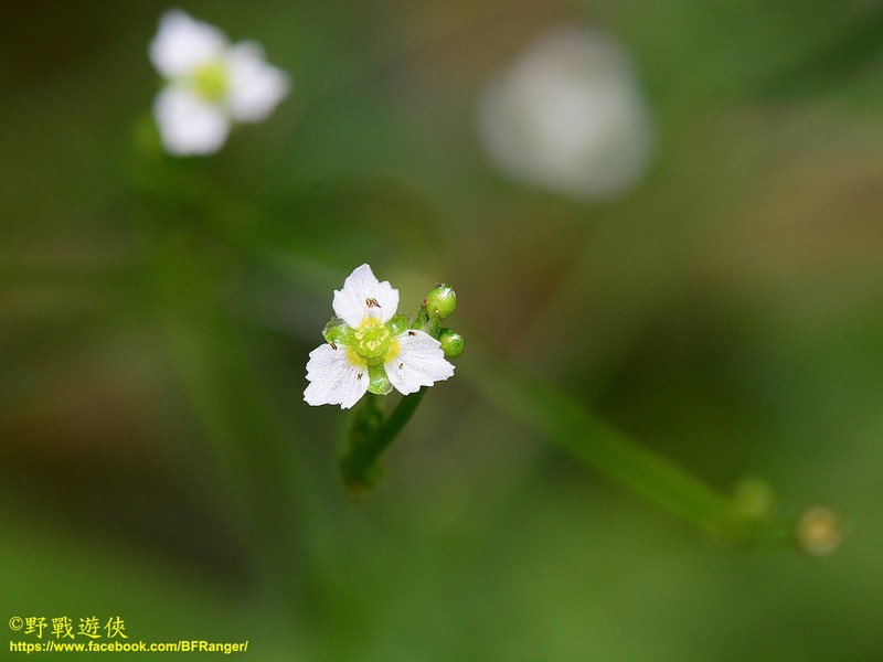 Alisma canaliculatum photo 6