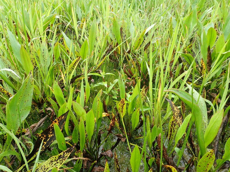 Alisma canaliculatum photo 7