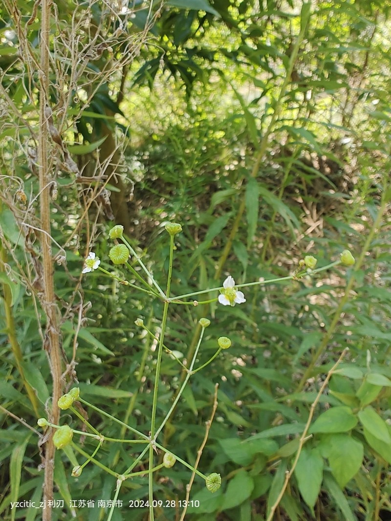 Alisma canaliculatum photo 8