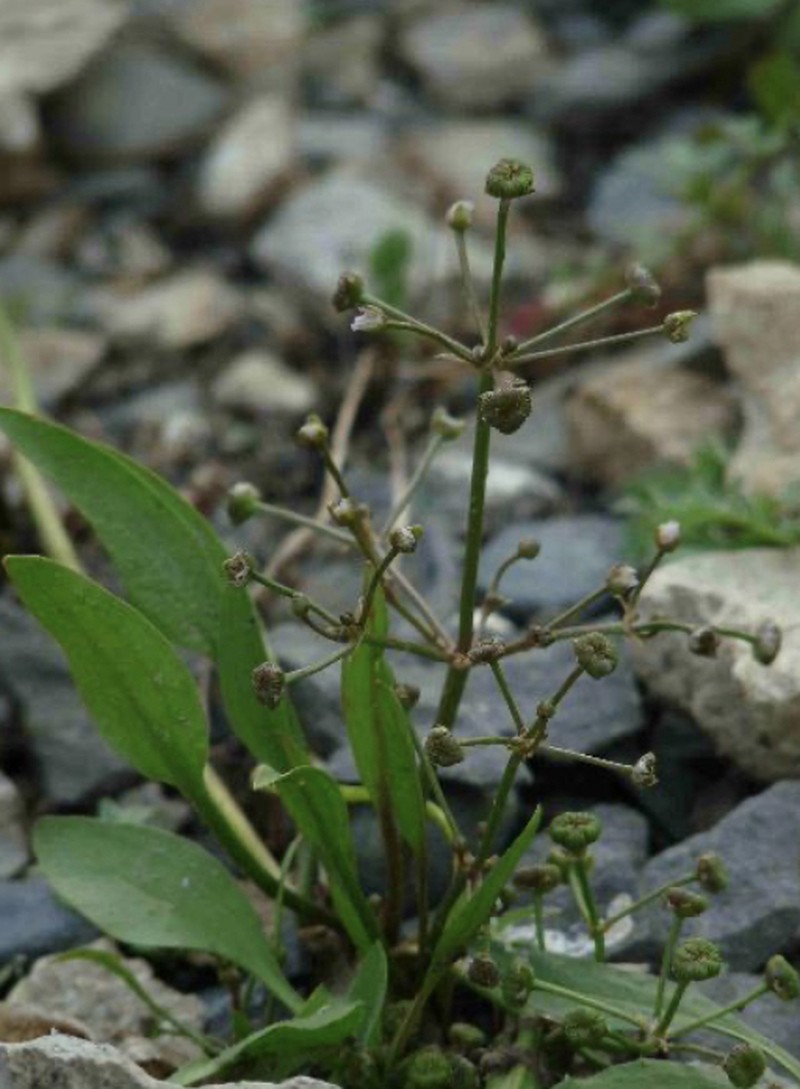 narrowleaf water plantain