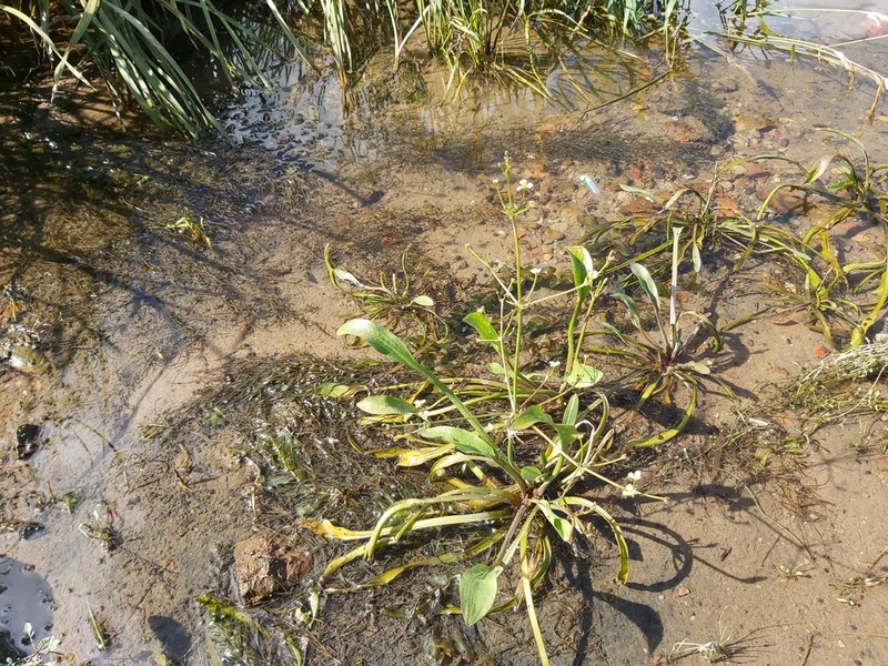 narrowleaf water plantain photo 2