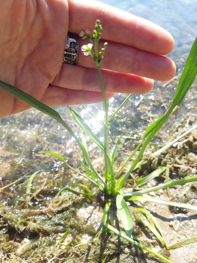 narrowleaf water plantain photo 3