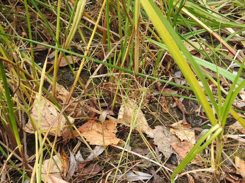 narrowleaf water plantain photo 4