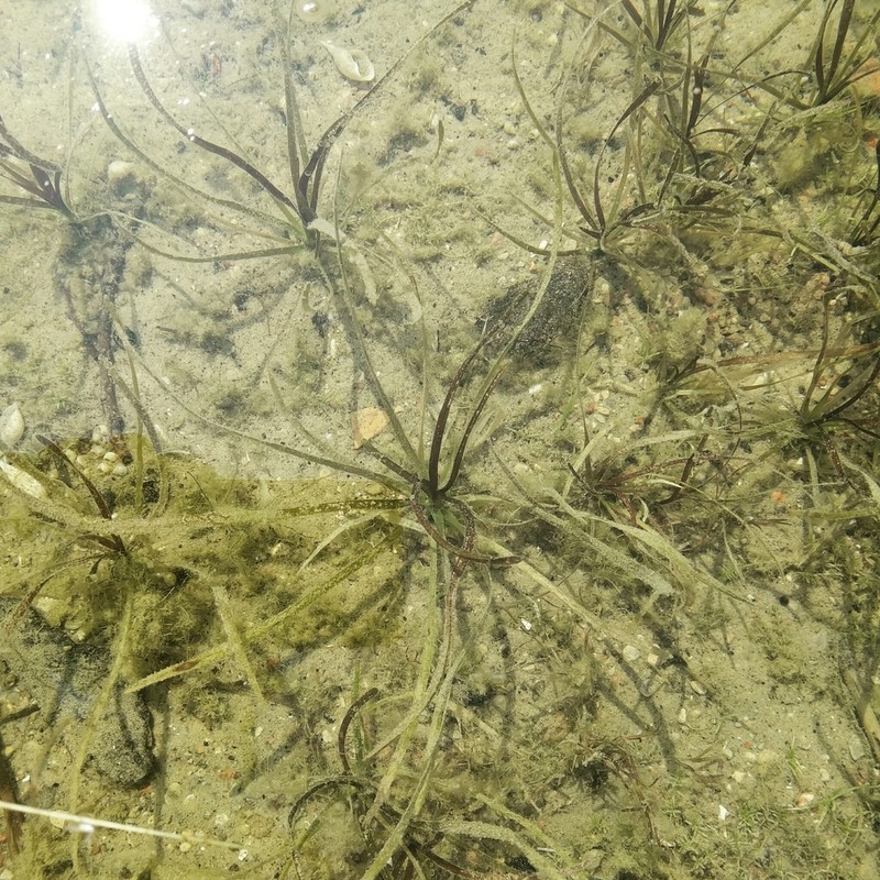 narrowleaf water plantain photo 5