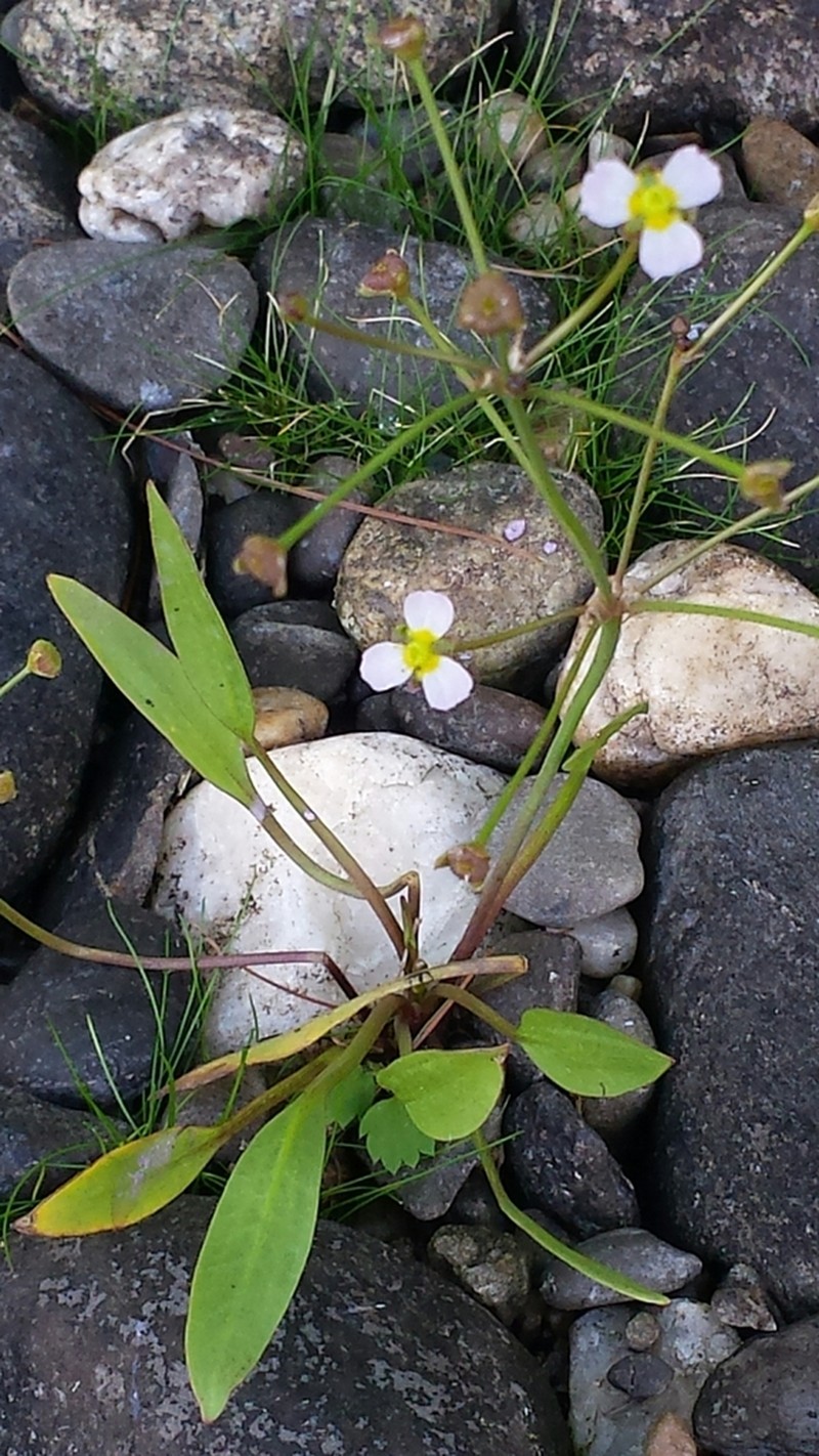 narrowleaf water plantain photo 6