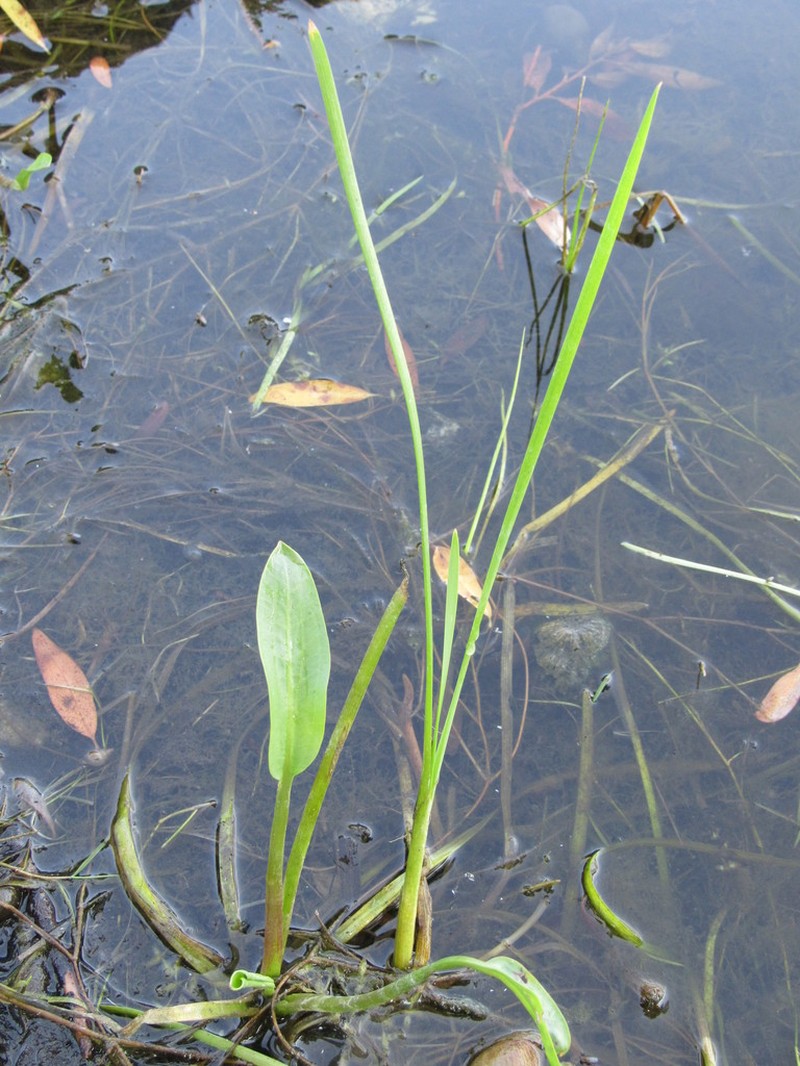 narrowleaf water plantain photo 7