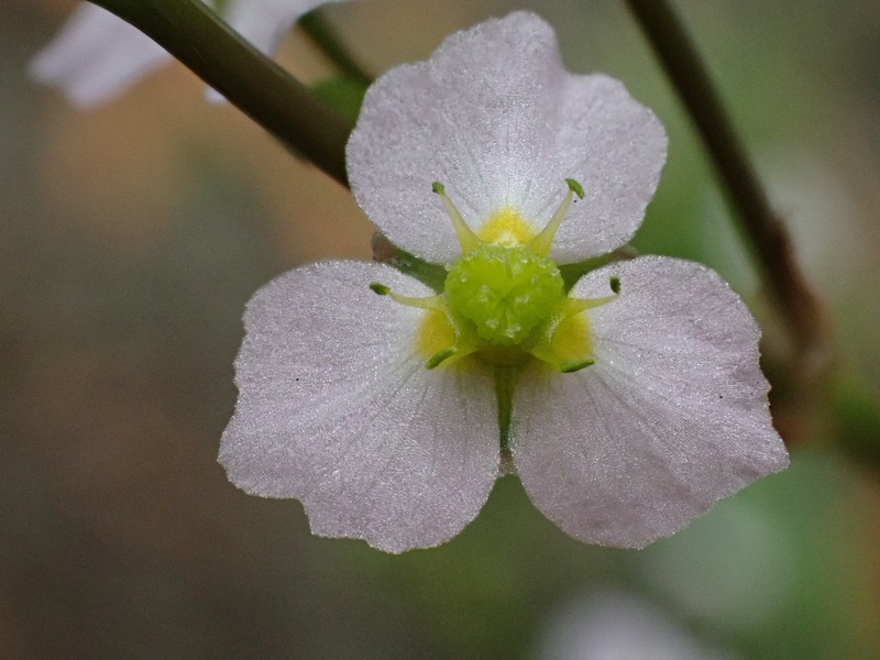 Lanceleaf Water Plantain