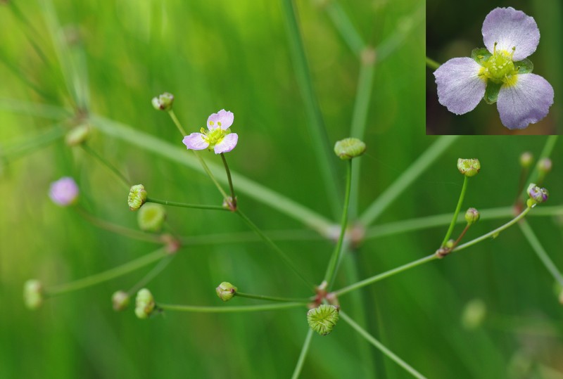 Lanceleaf Water Plantain photo 2