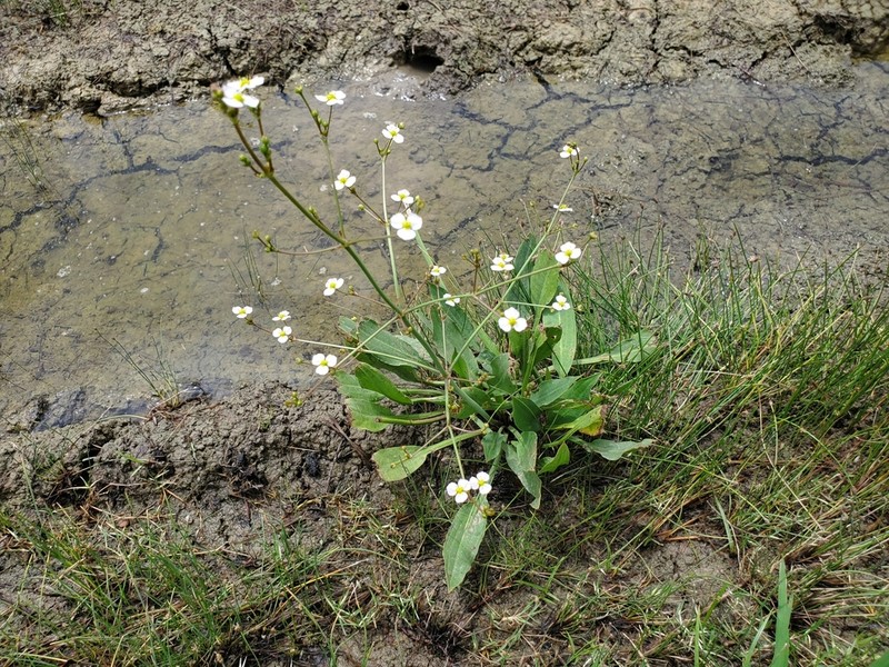 Lanceleaf Water Plantain photo 3