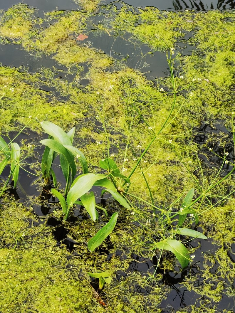 Lanceleaf Water Plantain photo 4