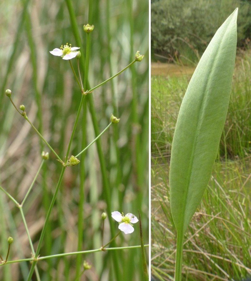 Lanceleaf Water Plantain photo 5