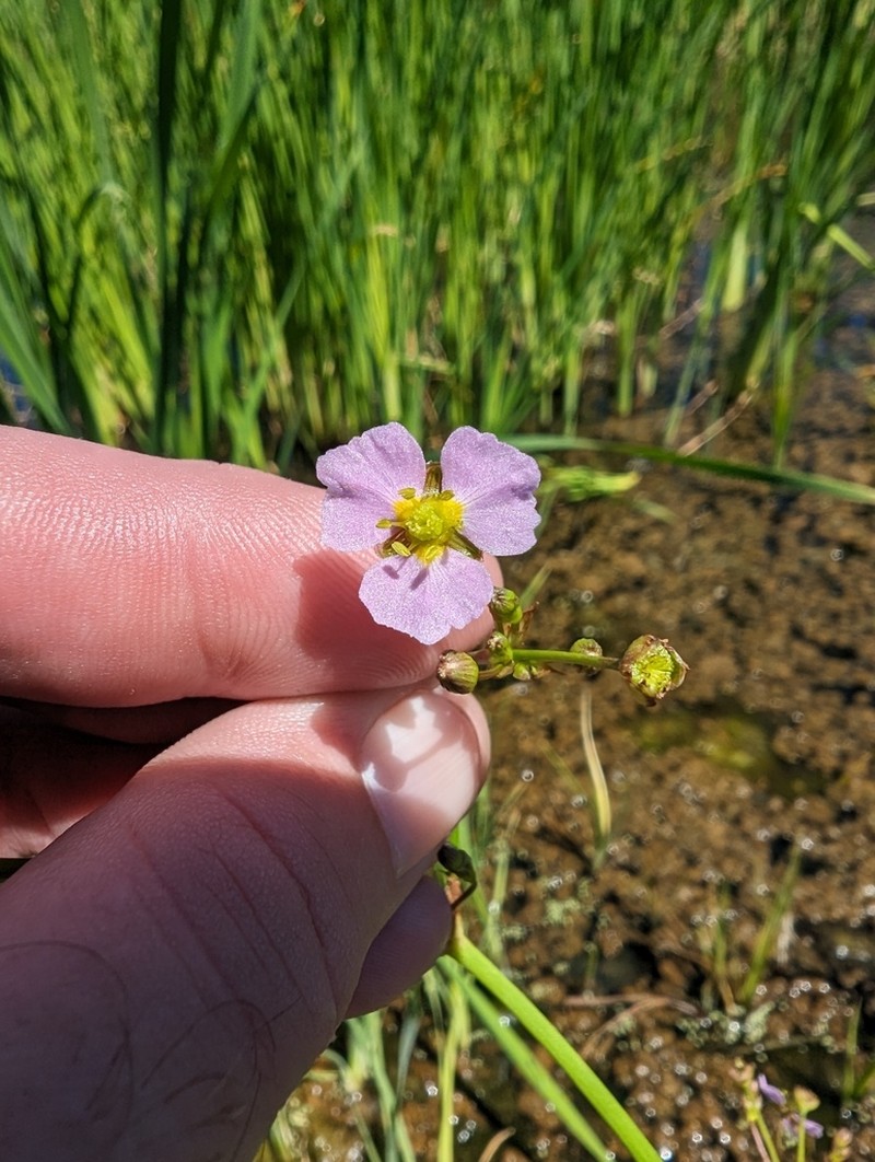 Lanceleaf Water Plantain photo 6