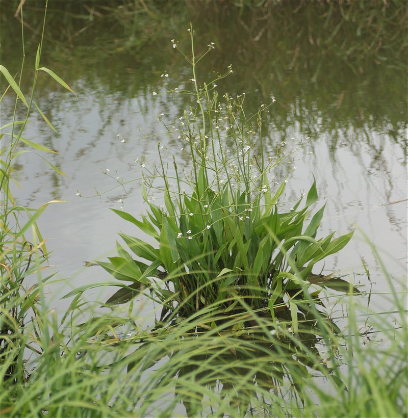 Lanceleaf Water Plantain photo 7