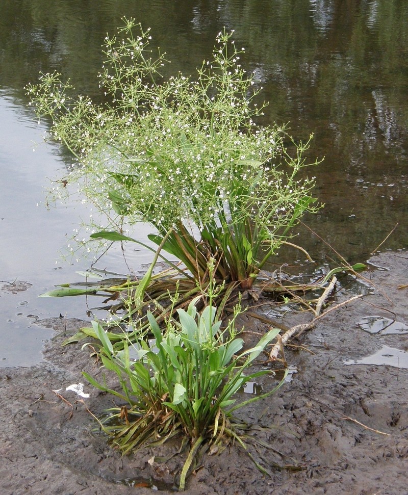 Lanceleaf Water Plantain photo 8