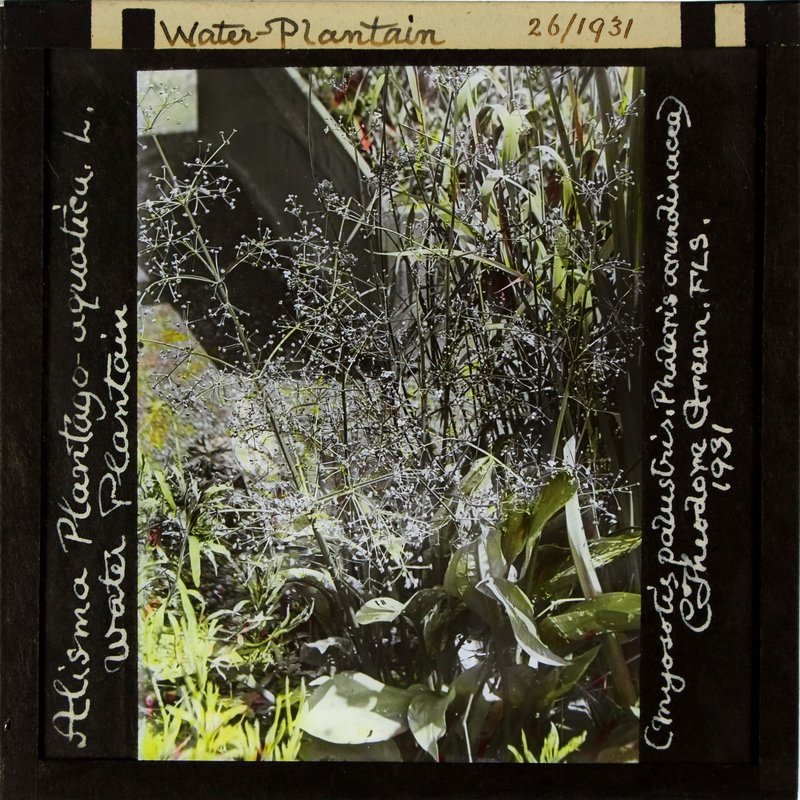 European Water Plantain photo 2