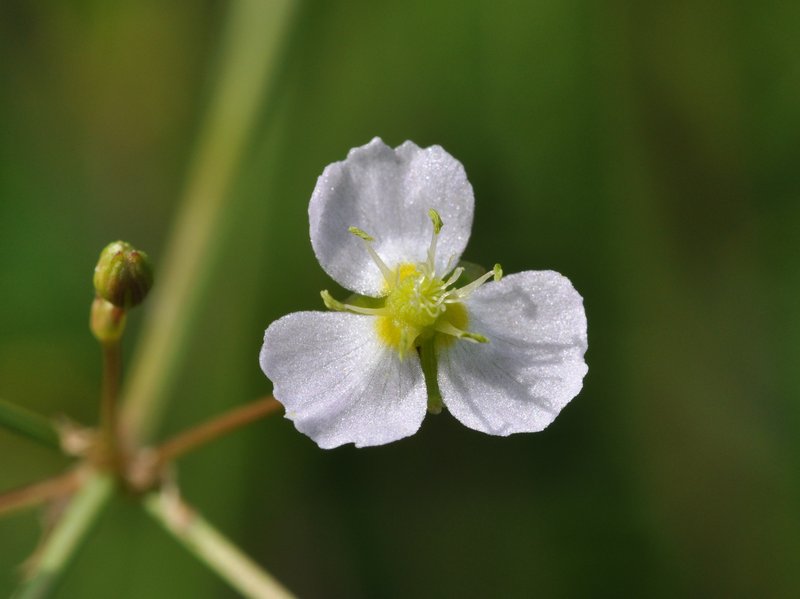 European Water Plantain