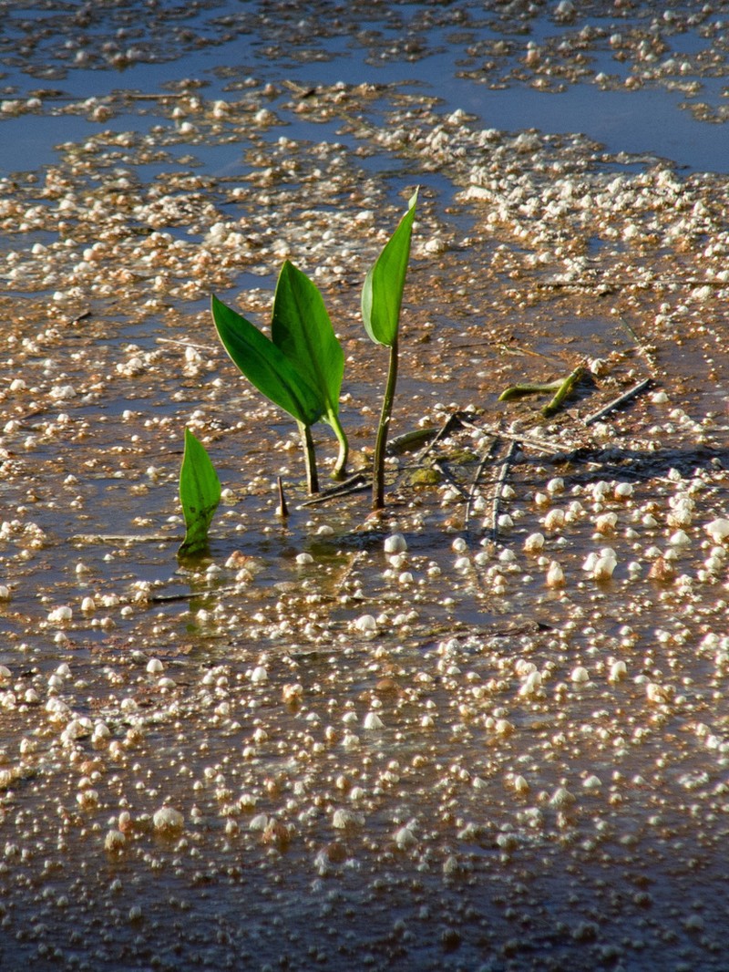 European Water Plantain photo 3