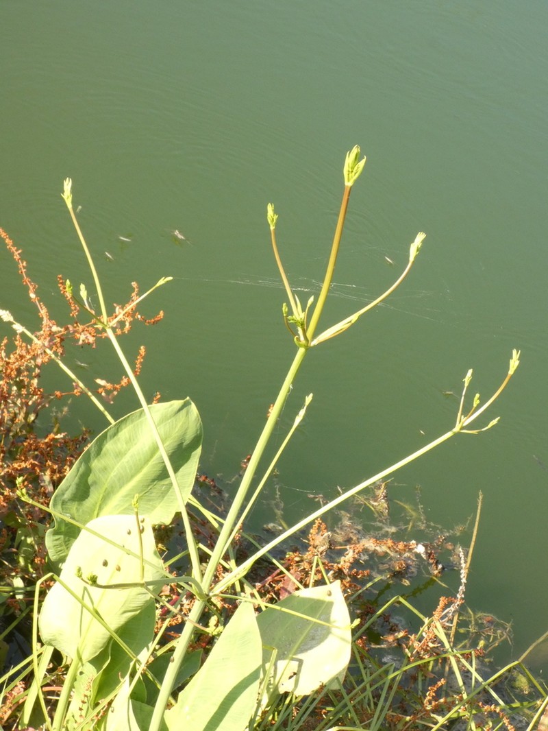 European Water Plantain photo 4
