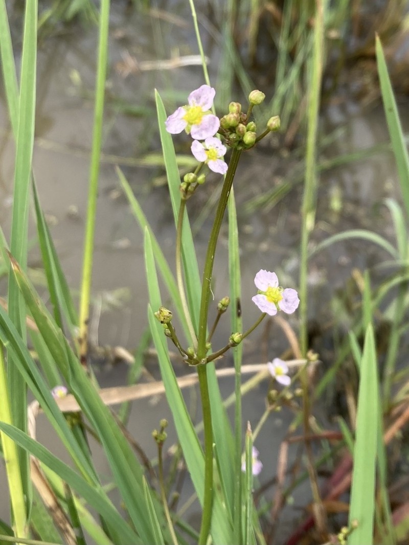 European Water Plantain photo 5