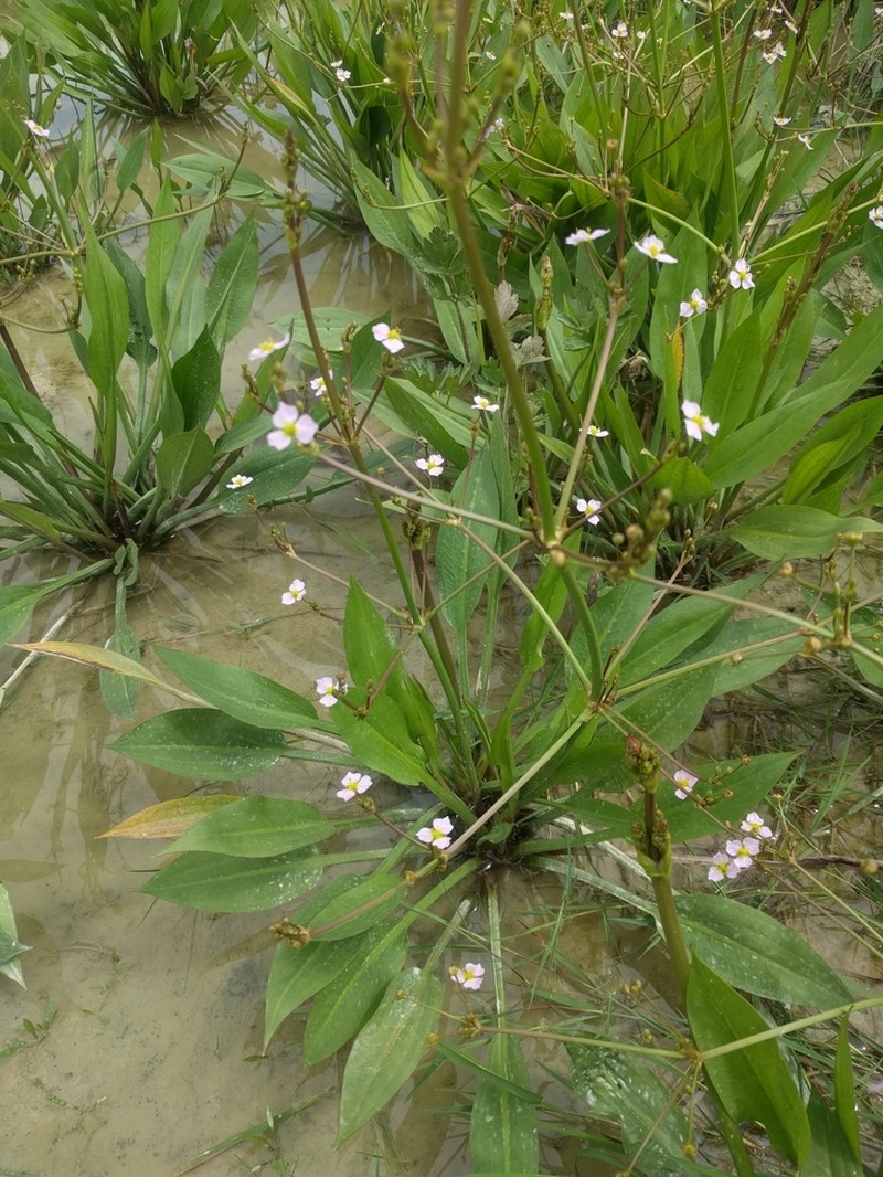 European Water Plantain photo 6