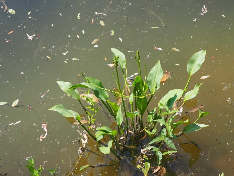 European Water Plantain photo 7