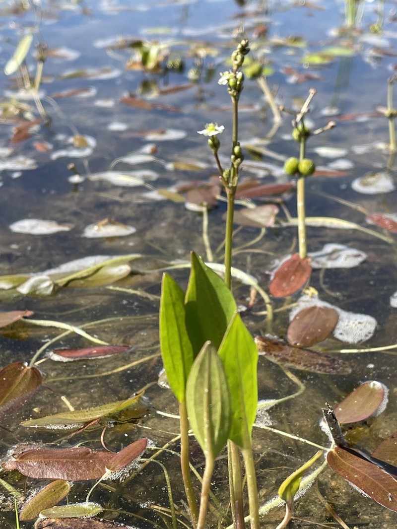 European Water Plantain photo 8