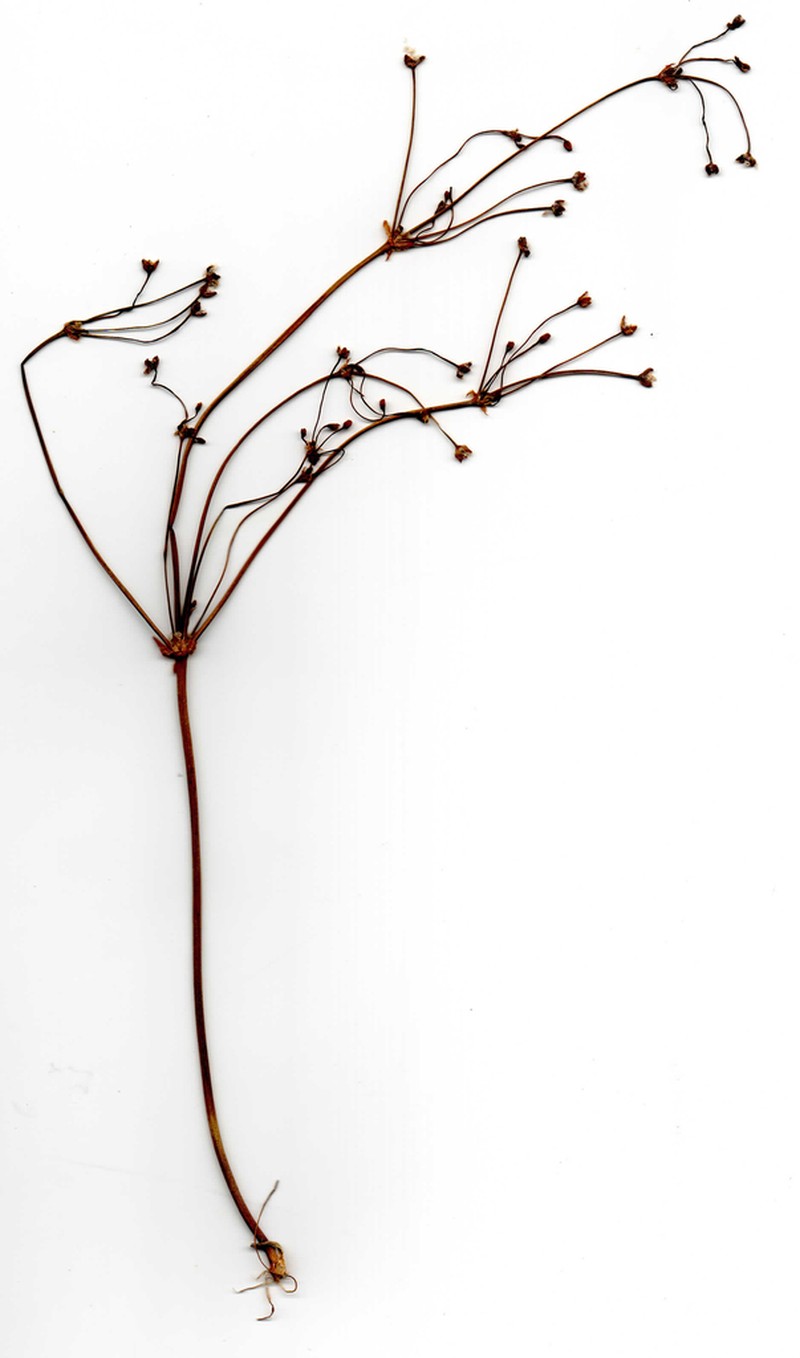 Alisma praecox photo 2