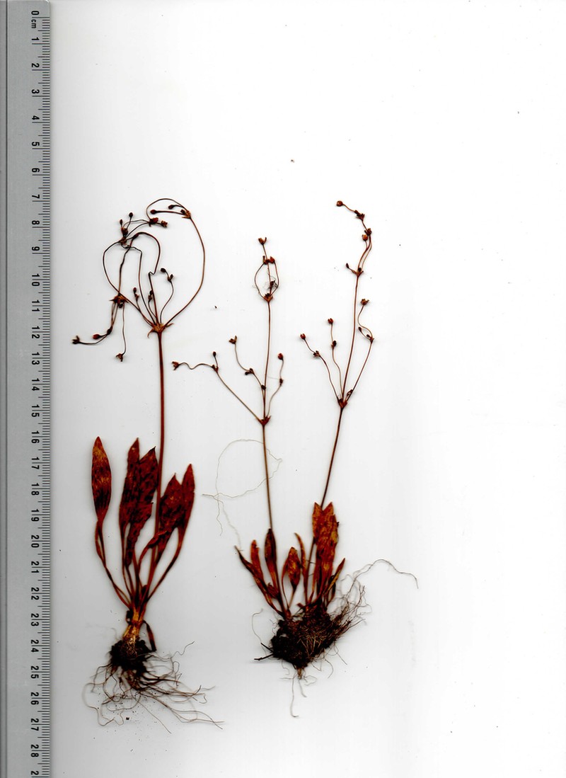 Alisma praecox photo 4