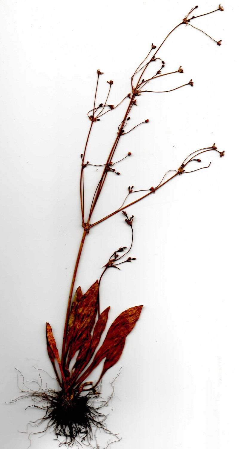 Alisma praecox photo 6