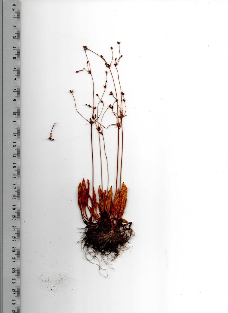 Alisma praecox photo 7