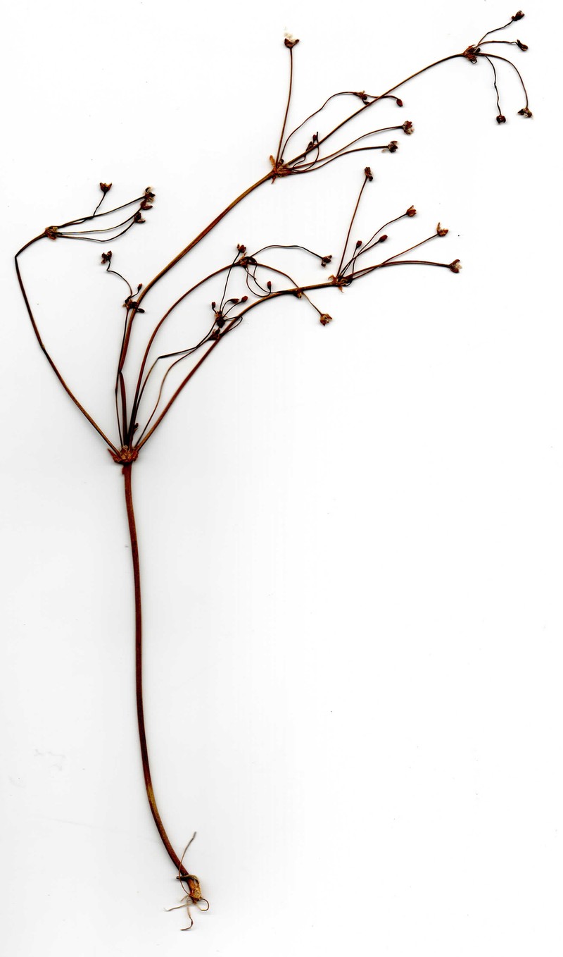 Alisma praecox photo 8