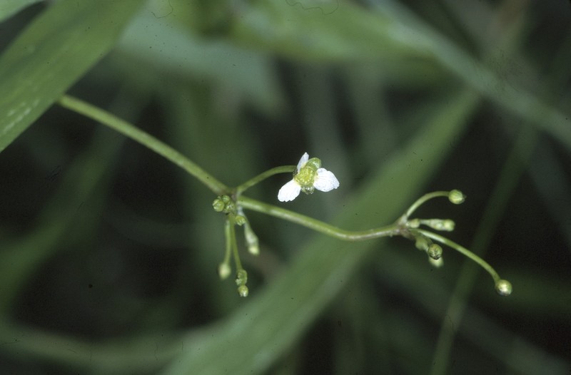 American Water Plantain