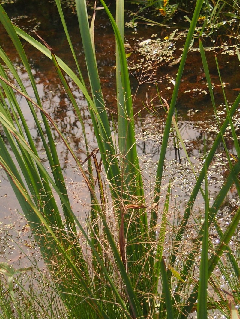 American Water Plantain photo 4