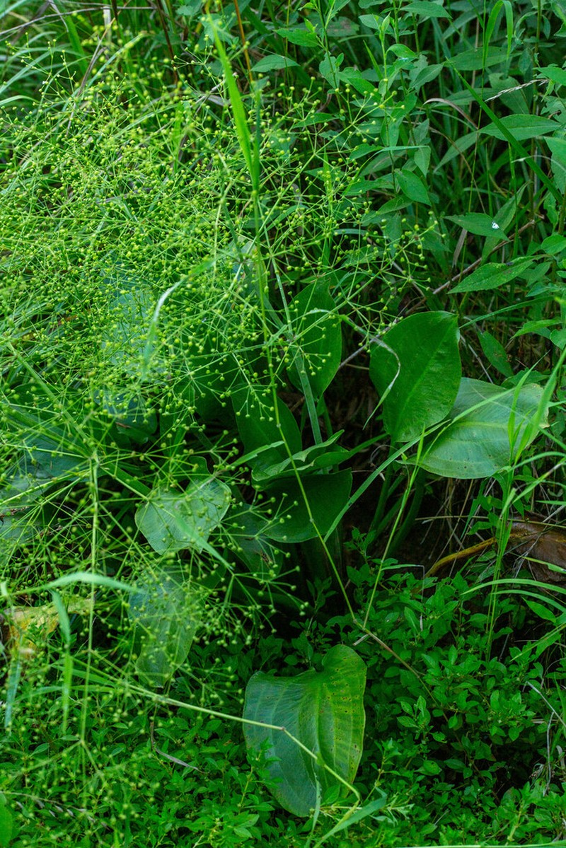 American Water Plantain photo 5